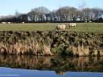 Sheep by the Canal
