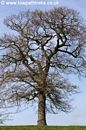 A Tree The Shropshire Union Canal