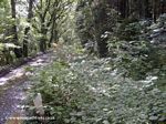 Tavistock Canal