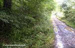 Tavistock Canal, Mill Hill Branch